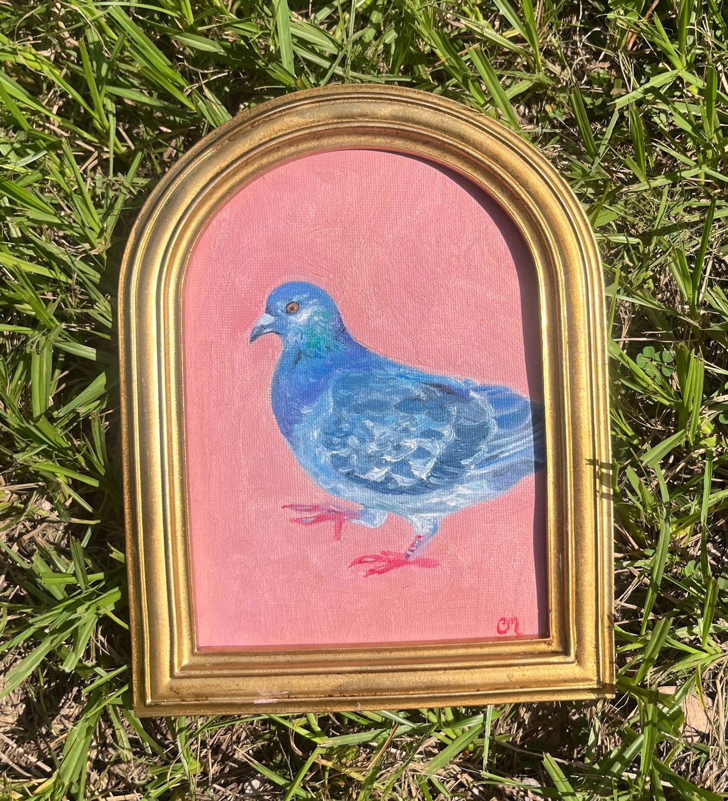 "Pigeon in Pink" 5"x7" Oil Painting